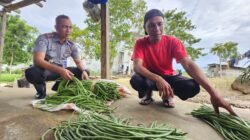 Haris dan Sayur dari Balik Jeruji: Jembatan Harapan Warga Binaan Lapas Pohuwato